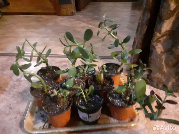 Денежное дерево толстянка крассула