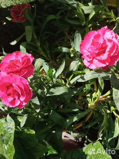 Рассада цветов