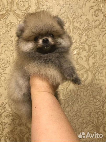 Шпиц мини микро,видео