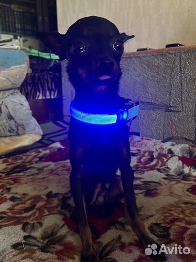 Светящийся ошейник для собак