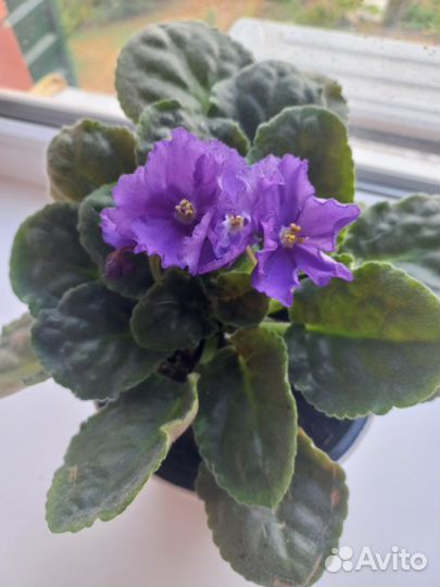 Фиалка в горшках