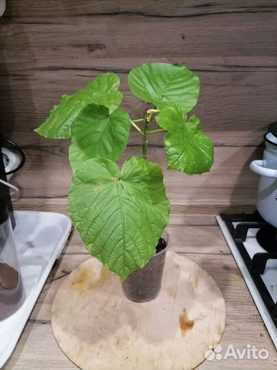 Фикус Умбеллата