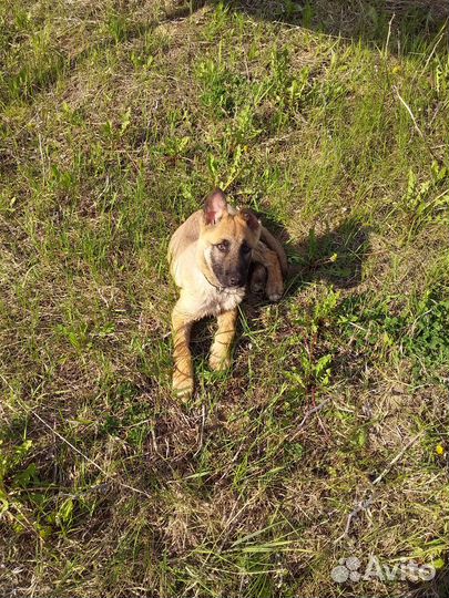 Собаки в дар бесплатно