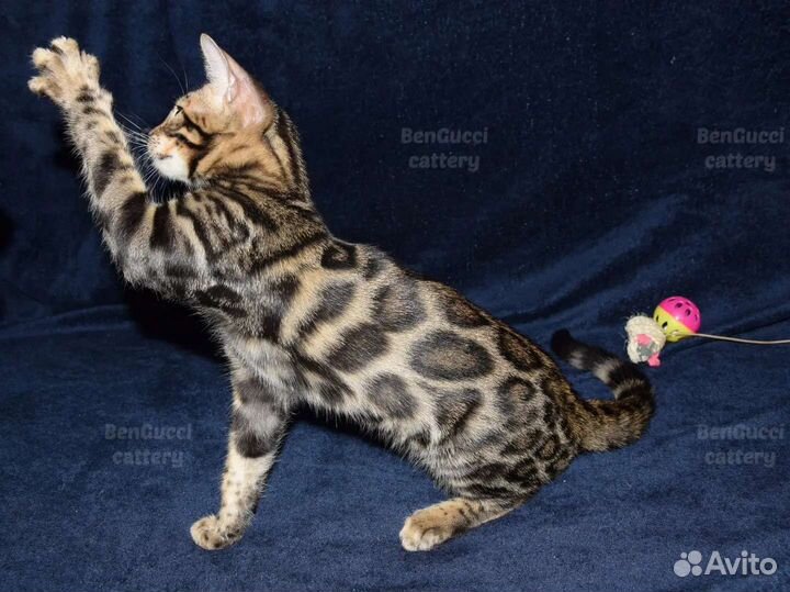 Бенгальские котята