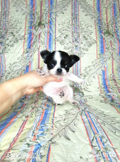 Чихуахуа девочка д/ш