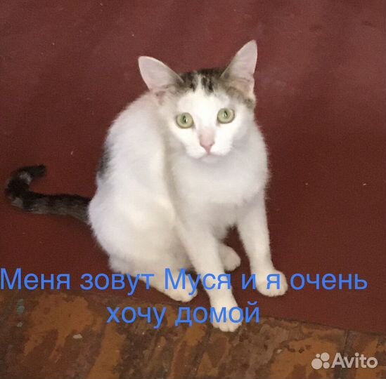 Мусенька ищет дом