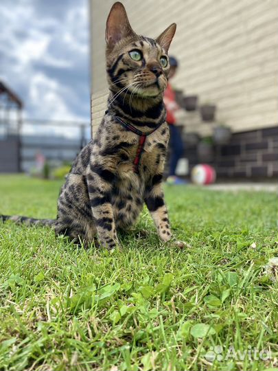 Бенгальский котик