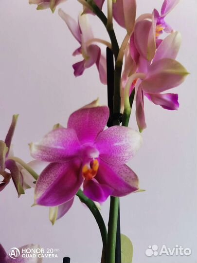 Орхидея фаленопсис лиодоро