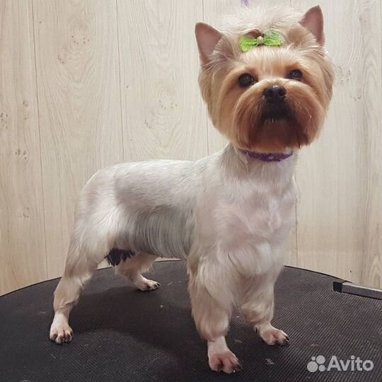 Профессиональная стрижка животных. Выезд