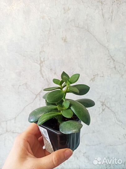 Хлорофитум кудрявый, традесканция, крассула, синг