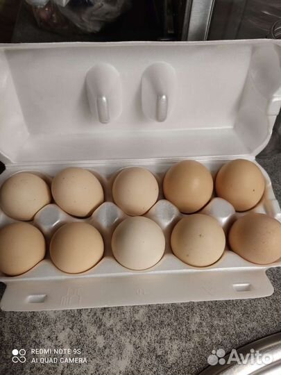 Домашние куриные яйца