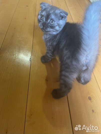 Шотландские котята