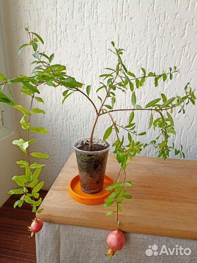 Гранат декоративный