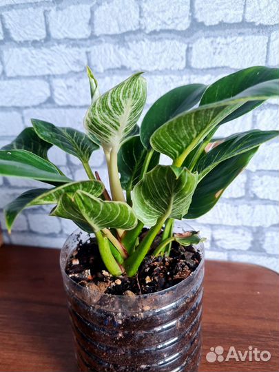 Филодендрон Биркин