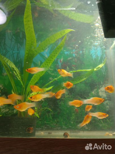 Аквариумные рыбки