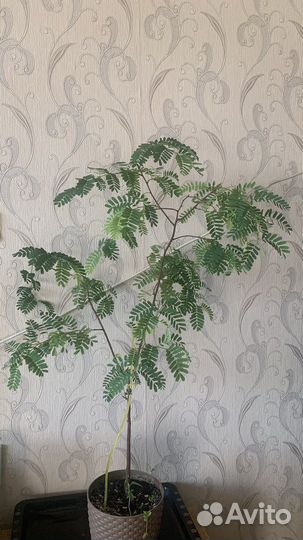 Тамаринд (индийский финик)