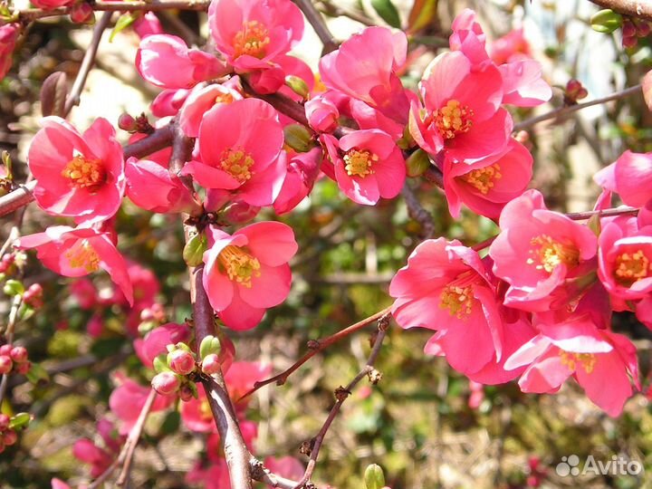 Айва японская