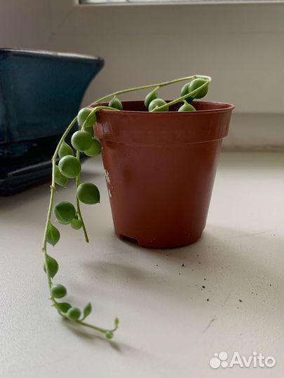 Крестовник роули