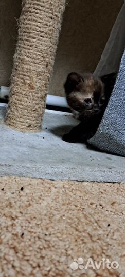 Британская