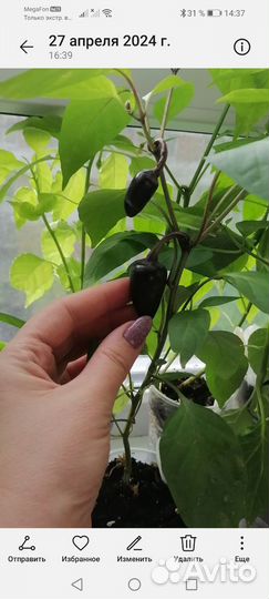 Семена перцев (очень острого)