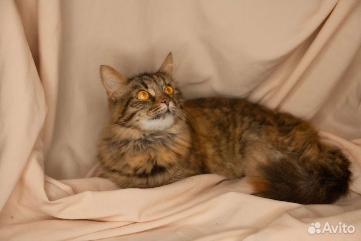 Янтарная кошечка