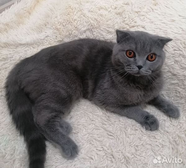 Британский кот вязка