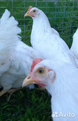 Куры молодки несушки