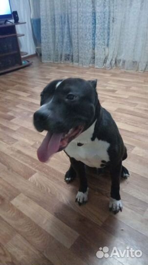 Стаффордширский терьер в добрые руки