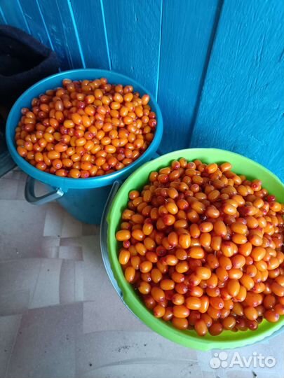 Облепиха чуйская