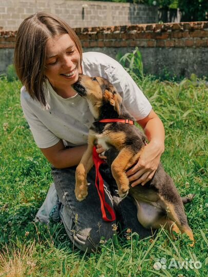 Яркая тихоня Сэра ищет дом