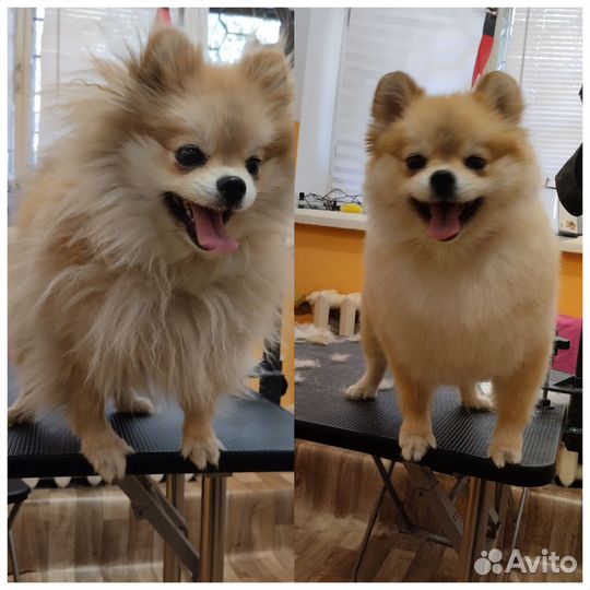 Стрижка собак и кошек (груминг)