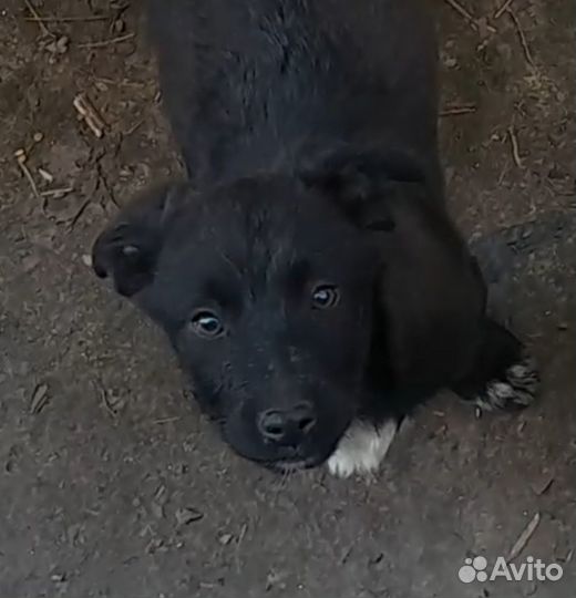 Щенки-мальчики