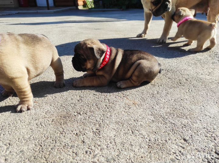 Щенки француского бульдога