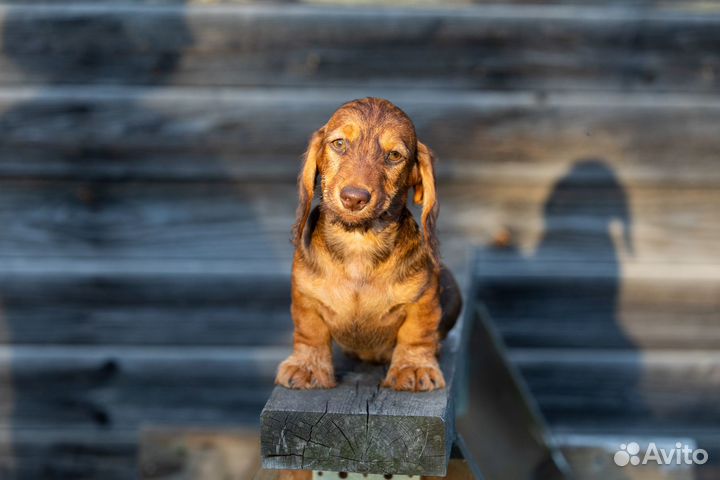 Щенок таксы миниатюрной жесткошерстной, кобель