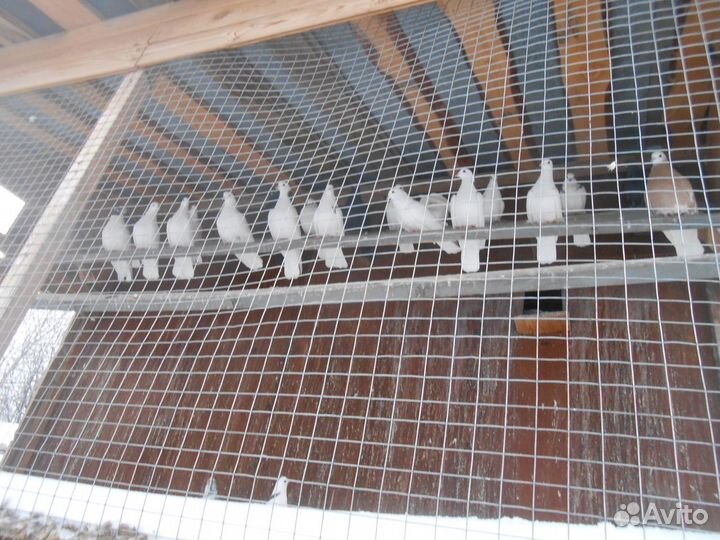 Голуби белые