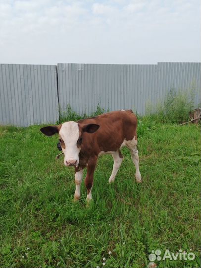 Телята телочки