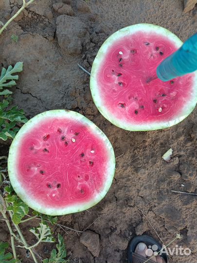 Арбуз