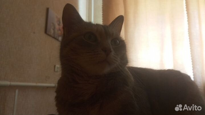 Кошка