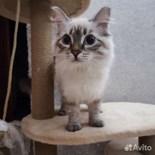 Ищем Жениха.Невская маскарадная