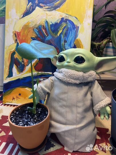 Монстера деликатесная