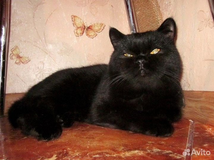 Шотландских котик