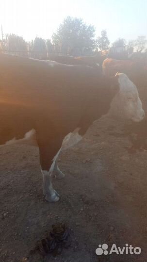 Продам быка
