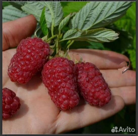 Саженцы Малина Краса России