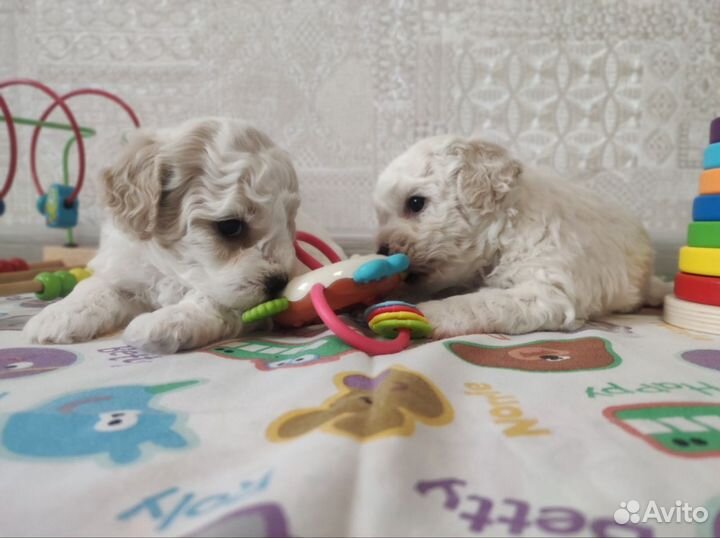 Бишен фризе