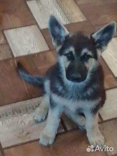 Щенки немецкой овчарки длинношерстной