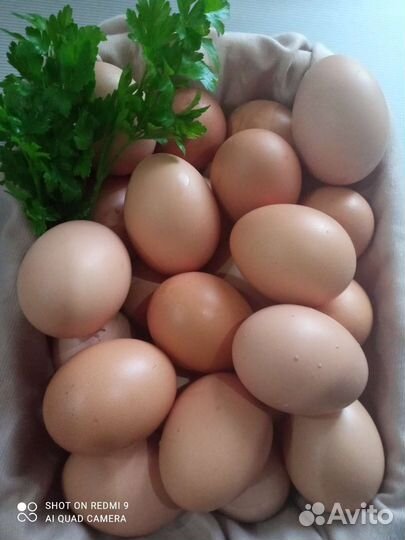 Перепела суточные