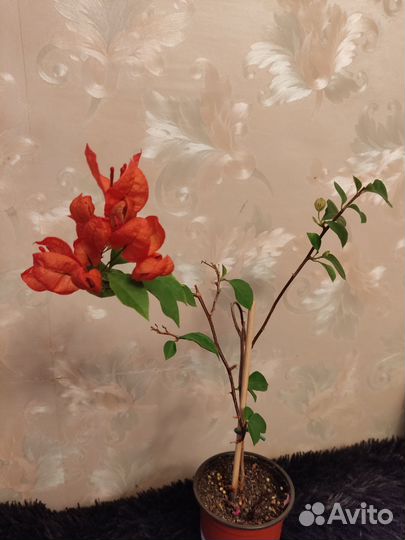 Бугенвилии цветущие, редкие сорта