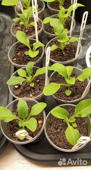 Петуния Дот Стар F1 смесь сортов