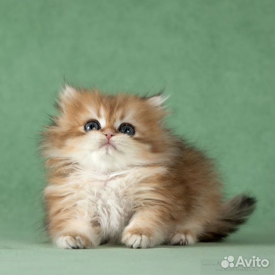 Котята золотые британские длинношёрстные шиншиллы