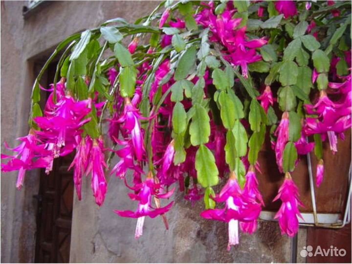 Декабрист шлюмбергера розовый и желтый